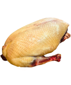 Vịt